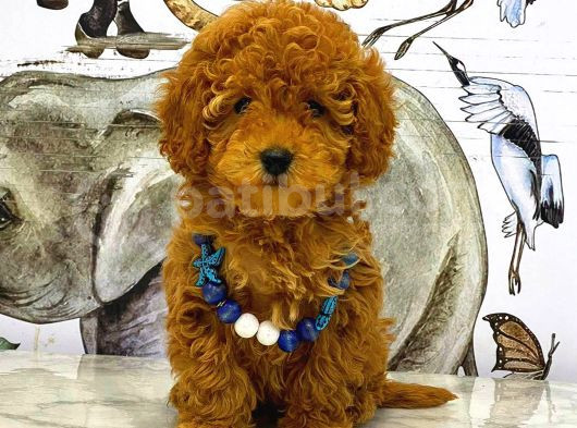 Tooy Poodle Cinsi Yavrular Dişi Erkek Mevcuttur