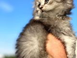 Show Kalite Irk Sağlık Garantili Bebeklerim