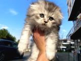 Show Kalite Irk Sağlık Garantili Bebeklerim