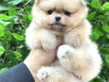 Ori̇ji̇nal Safkan Pomerani̇an Boo Yavrularimiz Her Renk Mevcut