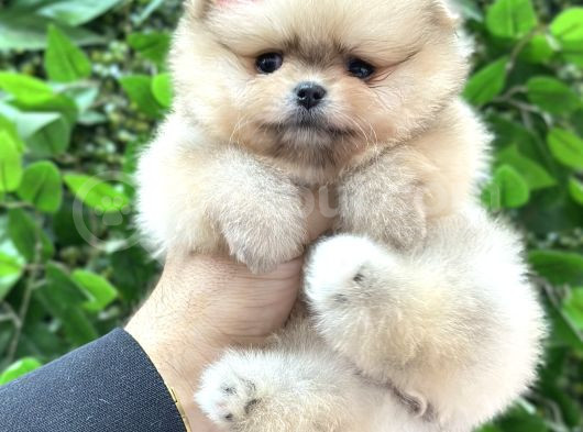 Ori̇ji̇nal Safkan Pomerani̇an Boo Yavrularimiz Her Renk Mevcut görsel