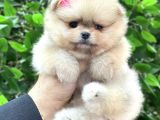 ORİJİNAL SAFKAN POMERANİAN BOO YAVRULARIMIZ HER RENK MEVCUT