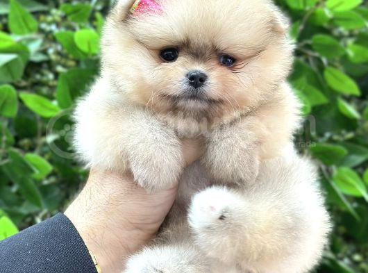 Ori̇ji̇nal Safkan Pomerani̇an Boo Yavrularimiz Her Renk Mevcut