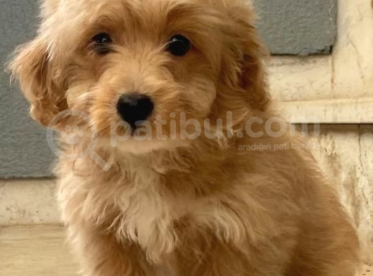 Li̇a - 3Bucuk Aylık Dişi Malti̇poo  görsel
