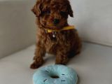 KOYU RENK TOY POODLE BEBEKLER