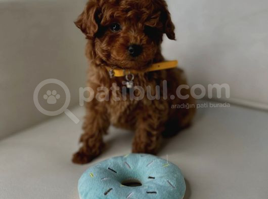 Koyu Renk Toy Poodle Bebekler