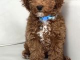 AŞILI TOY POODLE YAVRULAR