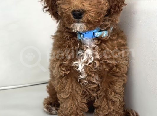 Aşili Toy Poodle Yavrular
