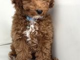 Aşili Toy Poodle Yavrular