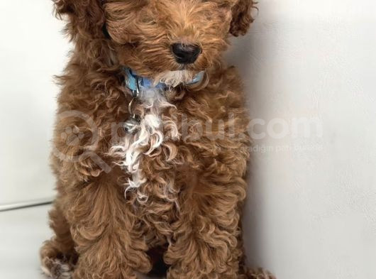 Aşili Toy Poodle Yavrular görsel