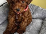 Koyu Renk Toy Poodle Bebekler
