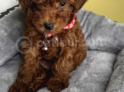 Koyu Renk Toy Poodle Bebekler görsel