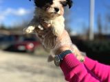 Morkie Yavrunun En Güzeli