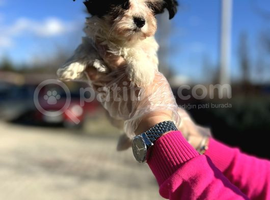 Morkie Yavrunun En Güzeli görsel
