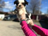 Morkie Yavrunun en güzeli