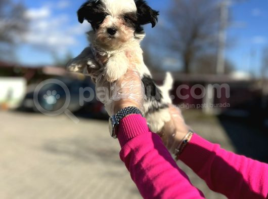 Morkie Yavrunun En Güzeli