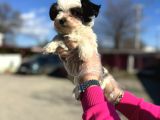 Morkie Yavrunun En Güzeli