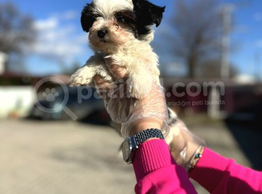 Morkie Yavrunun En Güzeli görsel
