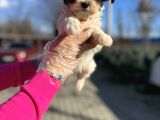 Morkie Yavrunun En Güzeli