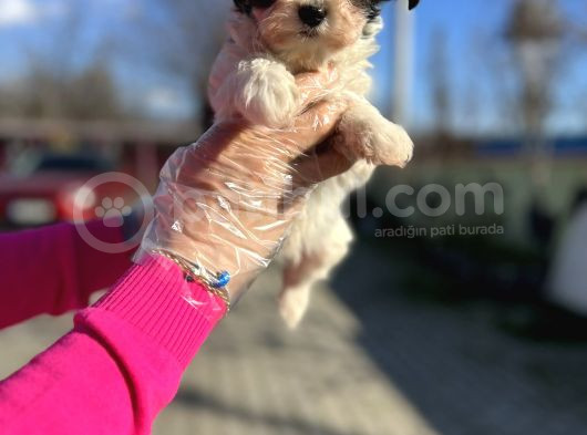 Morkie Yavrunun En Güzeli görsel