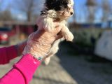 Morkie Yavrunun En Güzeli
