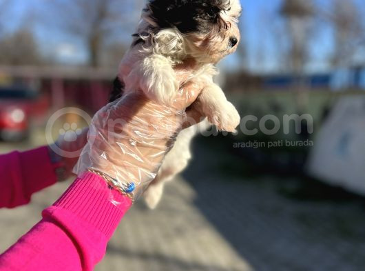 Morkie Yavrunun En Güzeli görsel