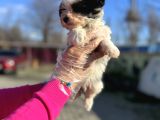 Morkie Yavrunun En Güzeli