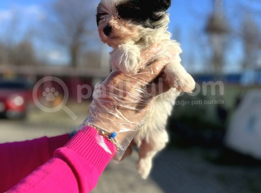 Morkie Yavrunun En Güzeli görsel