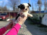 Morkie Yavrunun En Güzeli