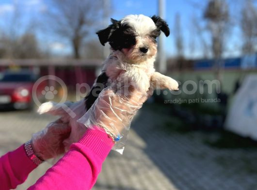 Morkie Yavrunun En Güzeli görsel