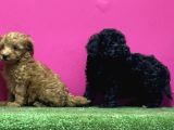 en güzel Toy Poodle YavrulaRI BİZDEEE