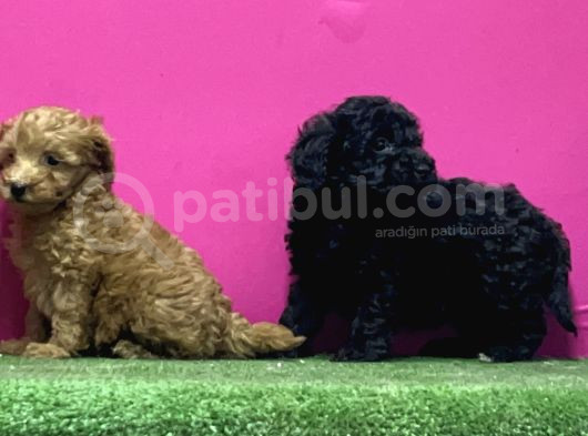 En Güzel Toy Poodle Yavrulari Bi̇zdeee