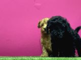 En Güzel Toy Poodle Yavrulari Bi̇zdeee