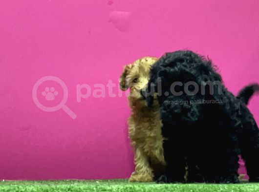 En Güzel Toy Poodle Yavrulari Bi̇zdeee görsel