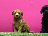 En Güzel Toy Poodle Yavrulari Bi̇zdeee