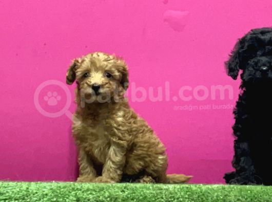 En Güzel Toy Poodle Yavrulari Bi̇zdeee görsel