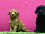 En Güzel Toy Poodle Yavrulari Bi̇zdeee