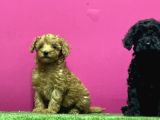 En Güzel Toy Poodle Yavrulari Bi̇zdeee