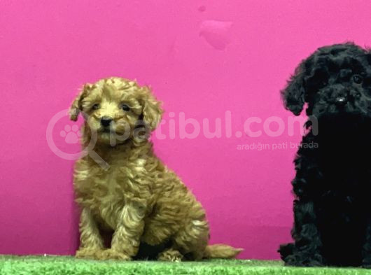 En Güzel Toy Poodle Yavrulari Bi̇zdeee görsel