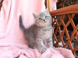 Blue Golden Tabby Yavrular
