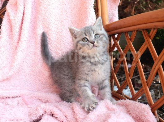 Blue Golden Tabby Yavrular görsel