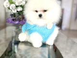 ayıcıkkkk Pomeranian boo tedy bear erkek