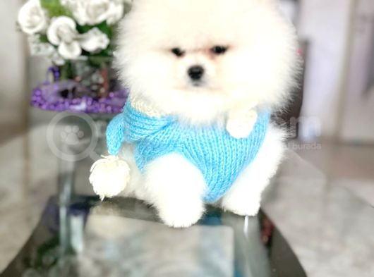 Ayıcıkkkk Pomeranian Boo Tedy Bear Erkek
