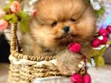 Teacup Pomeranian Boo Dişi