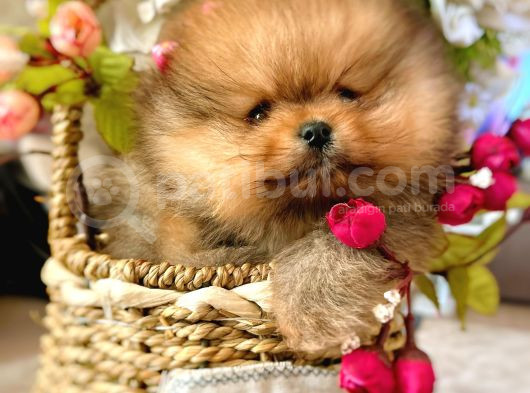Teacup Pomeranian Boo Dişi görsel