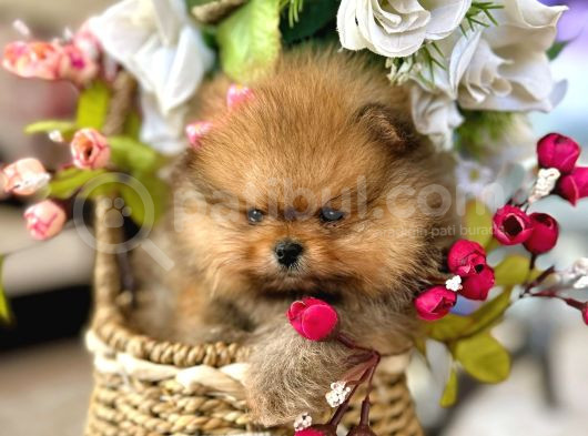 Teacup Pomeranian Boo Dişi görsel