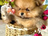 Teacup Pomeranian Boo Dişi