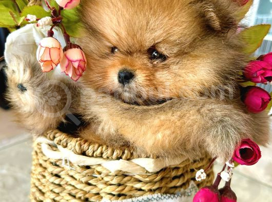 Teacup Pomeranian Boo Dişi görsel