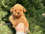 Üst Kali̇te Poodle Bebekleri̇mi̇z