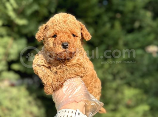 Üst Kali̇te Poodle Bebekleri̇mi̇z görsel